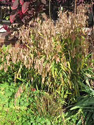 Northern Sea Oats (Chasmanthium latifolium) at Canadale Nurseries