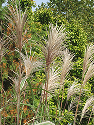 Variegated Silver Grass (Miscanthus sinensis 'Variegatus') at Canadale Nurseries