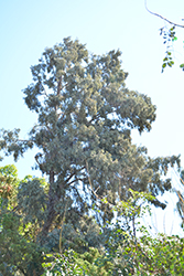Hollywood Juniper (Juniperus chinensis 'Torulosa') at Canadale Nurseries