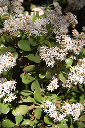 Jade Plant (Crassula ovata) at Canadale Nurseries