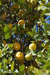 Lemon (Citrus limon) at Canadale Nurseries