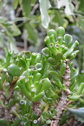 Hobbit Jade Plant (Crassula ovata 'Hobbit') at Canadale Nurseries