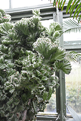 Crested Elkhorn (Euphorbia lactea 'Cristata') at Canadale Nurseries