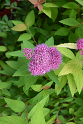 Double Play Candy Corn Spirea (Spiraea japonica 'NCSX1') at Canadale Nurseries