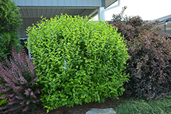 White Chiffon Rose of Sharon (Hibiscus syriacus 'Notwoodtwo') at Canadale Nurseries