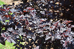 Summer Wine Black Ninebark (Physocarpus opulifolius 'SMNPMS') at Canadale Nurseries