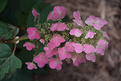 Gatsby Pink Hydrangea (Hydrangea quercifolia 'JoAnn') at Canadale Nurseries