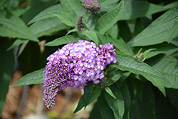 Pugster Amethyst Butterfly Bush (Buddleia 'SMNBDL') at Canadale Nurseries