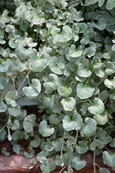 Silver Falls Dichondra (Dichondra argentea 'Silver Falls') at Canadale Nurseries