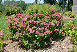 Double Play Red Spirea (Spiraea japonica 'SMNSJMFR') at Canadale Nurseries