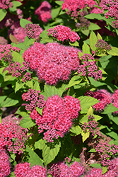 Double Play Red Spirea (Spiraea japonica 'SMNSJMFR') at Canadale Nurseries