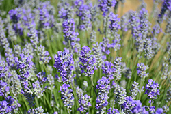 Munstead Lavender (Lavandula angustifolia 'Munstead') at Canadale Nurseries