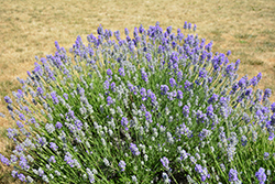 Munstead Lavender (Lavandula angustifolia 'Munstead') at Canadale Nurseries