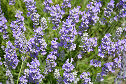 Blue Cushion Lavender (Lavandula angustifolia 'Blue Cushion') at Canadale Nurseries