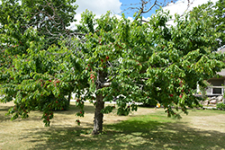 Bing Cherry (Prunus avium 'Bing') at Canadale Nurseries