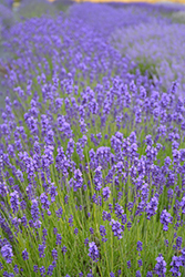 Imperial Gem Lavender (Lavandula angustifolia 'Imperial Gem') at Canadale Nurseries