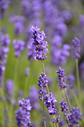 Imperial Gem Lavender (Lavandula angustifolia 'Imperial Gem') at Canadale Nurseries