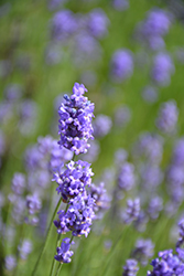 Hidcote Blue Lavender (Lavandula angustifolia 'Hidcote Blue') at Canadale Nurseries