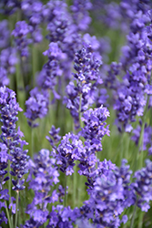 Annet Lavender (Lavandula angustifolia 'Annet') at Canadale Nurseries
