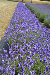 Hidcote Lavender (Lavandula angustifolia 'Hidcote') at Canadale Nurseries