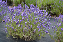 Hidcote Lavender (Lavandula angustifolia 'Hidcote') at Canadale Nurseries