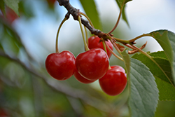 Montmorency Cherry (Prunus 'Montmorency') at Canadale Nurseries