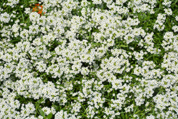 Snow Princess Alyssum (Lobularia 'Snow Princess') at Canadale Nurseries