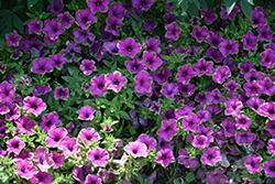 Supertunia Picasso In Purple Petunia (Petunia 'Supertunia Picasso In Purple') at Canadale Nurseries