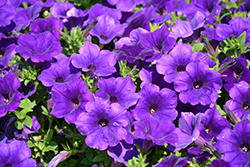 Supertunia Royal Velvet Petunia (Petunia 'Supertunia Royal Velvet') at Canadale Nurseries