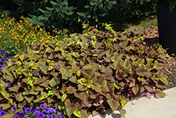 Sweet Caroline Sweetheart Red Sweet Potato Vine (Ipomoea batatas 'Sweet Caroline Sweetheart Red') at Canadale Nurseries