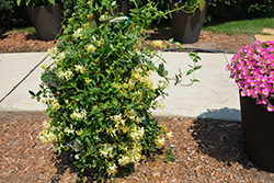 Scentsation Honeysuckle (Lonicera periclymenum 'Scentsation') at Canadale Nurseries