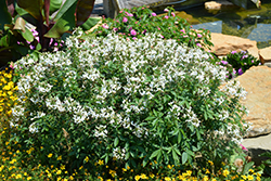 Senorita Blanca Spiderflower (Cleome 'INCLESBIMP') at Canadale Nurseries