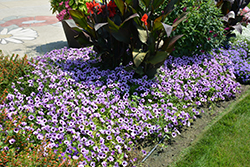 Supertunia Indigo Charm Petunia (Petunia 'Supertunia Indigo Charm') at Canadale Nurseries
