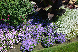 Artist Blue Flossflower (Ageratum 'Agsantis') at Canadale Nurseries