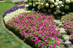 Supertunia Royal Magenta Petunia (Petunia 'Supertunia Royal Magenta') at Canadale Nurseries