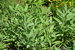 Common Sage (Salvia officinalis) at Canadale Nurseries