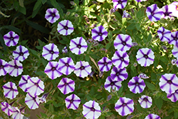 Supertunia Violet Star Charm Petunia (Petunia 'Supertunia Violet Star Charm') at Canadale Nurseries