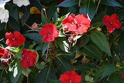 Infinity Red New Guinea Impatiens (Impatiens hawkeri 'Vinfsalbis') at Canadale Nurseries