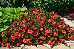 Surefire Red Begonia (Begonia 'Surefire Red') at Canadale Nurseries