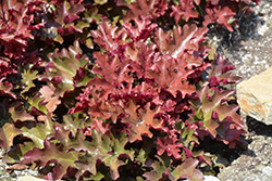 Dolce Cinnamon Curls Coral Bells (Heuchera 'Inheuredfu') at Canadale Nurseries