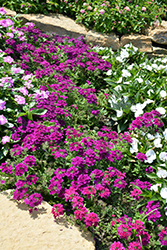 Superbena Royale Plum Wine Verbena (Verbena 'Superbena Royale Plum Wine') at Canadale Nurseries