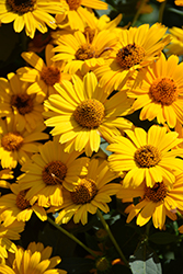 Tuscan Sun False Sunflower (Heliopsis helianthoides 'Tuscan Sun') at Canadale Nurseries