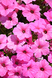 Supertunia Vista Bubblegum Petunia (Petunia 'Supertunia Vista Bubblegum') at Canadale Nurseries