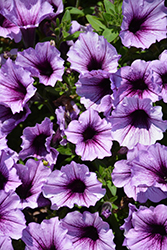 Supertunia Bordeaux Petunia (Petunia 'Supertunia Bordeaux') at Canadale Nurseries