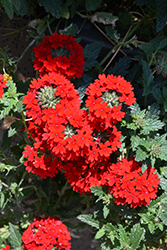 Superbena Royale Red Verbena (Verbena 'AKIV5-4') at Canadale Nurseries