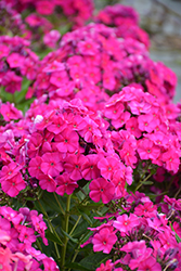 Garden Girls Material Girl Garden Phlox (Phlox paniculata 'Material Girl') at Canadale Nurseries