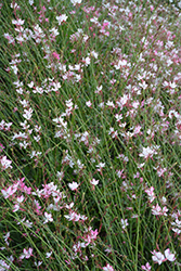 Rosy Jane Gaura (Gaura lindheimeri 'Rosy Jane') at Canadale Nurseries