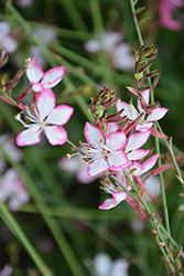 Rosy Jane Gaura (Gaura lindheimeri 'Rosy Jane') at Canadale Nurseries