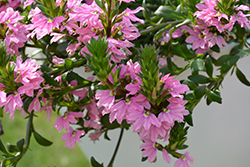 Pink Charm Fan Flower (Scaevola aemula 'Pink Charm') at Canadale Nurseries