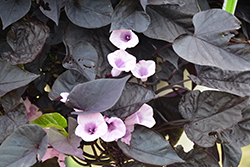 Sweet Caroline Sweetheart Jet Black Sweet Potato Vine (Ipomoea batatas 'NCORNSP-021SHJB') at Canadale Nurseries